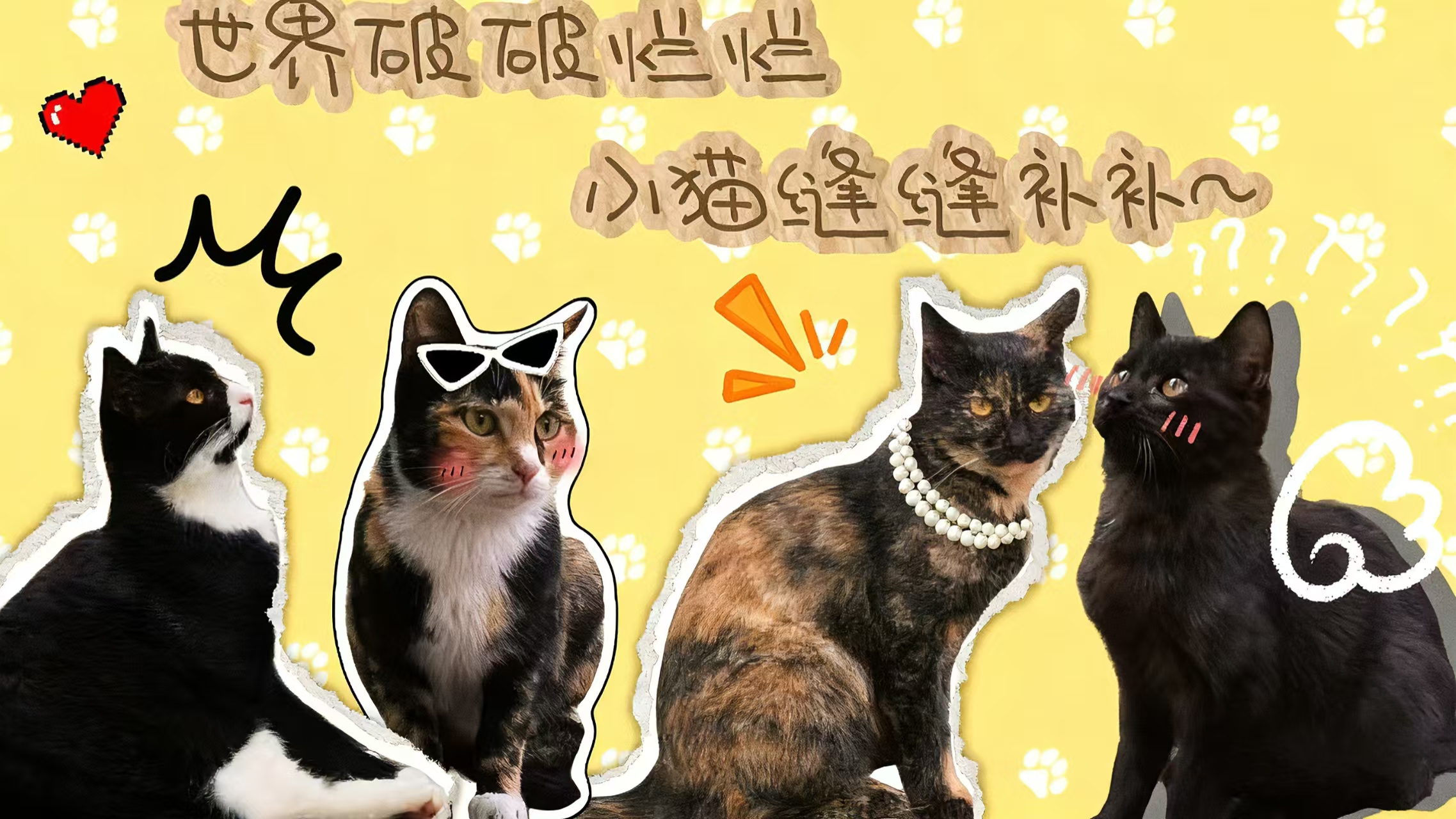 流浪动物保护组织-MeowWoof-喵汪同盟